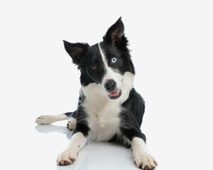 cute border collie dog tilting head and laying down