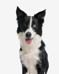 portrait of beautiful border collie dog panting with tongue exposed