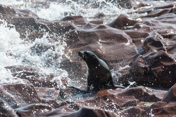 One fur seal emerging from the water along the rocky coast of the cape cross seal colony in Namibia.