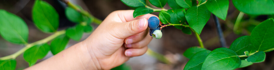 Panorama view little baby hands picking up fresh blueberry from backyard garden home fruit orchard,...