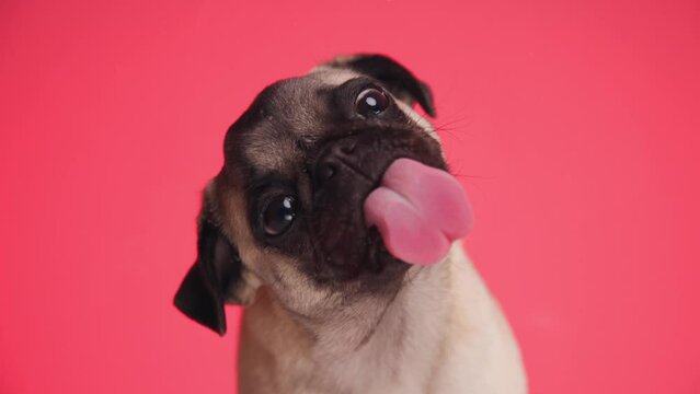 sweet little pug dog sticking out tongue, licking transparent plexiglass and being hungry in front of red background