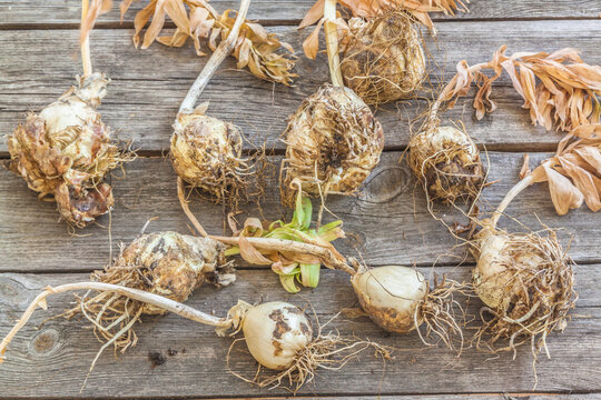 Dug up fritillaria Persica bulbs  on   table. Flat lay