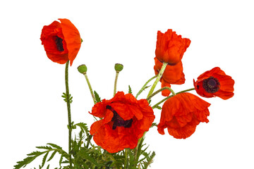 Papaver orientale over white background