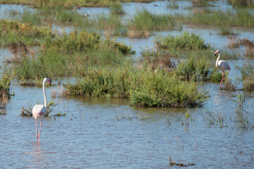 Colony of pink flamingo spending the winter in south of Spain