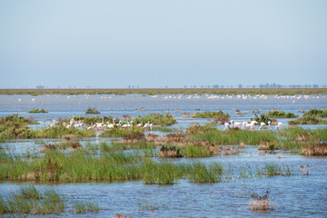 Group of flamingoes at Donana National Park, Spain