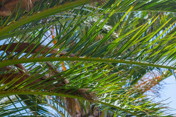 Obraz premium Palm tree with sky