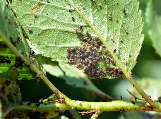 Aphids (Aphididae) on leaves and stems of plants