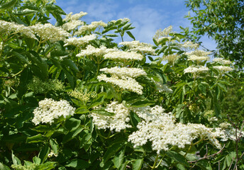 Elderberry black (Sambucus nigra) blooms in nature