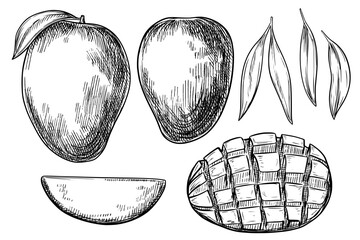 Mango set hand drawn vintage vector sketch drawing