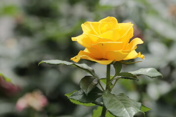 Fototapeta premium single yellow rose