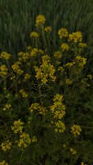 yellow rapeseed field