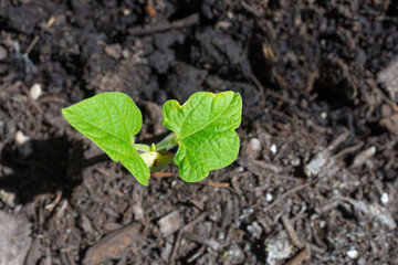 An image of a single young green bean plant newly emerged from the garden soil.