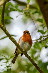 European Robin (Erithacus rubecula) - Commonly Found in Europe and Asia