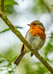 European Robin (Erithacus rubecula) - Commonly Found in Europe and Asia