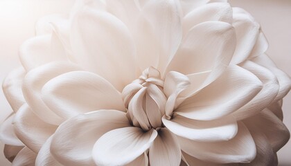 beautiful romantic beige one big flower with petals natural light background macro