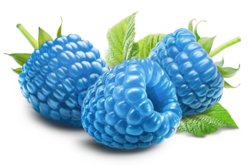 Three juicy cool blue raspberries with leaf isolated on a transparent background.