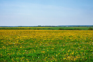 Sunny summer floral landscape with yellow wildflowers.