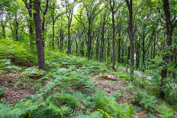 Fototapeta premium Lush Green Forest with Dense Ferns - Tranquil Woodland Scene
