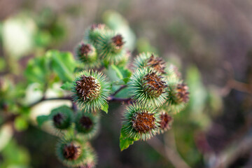 Common Burdock or Lesser Burdock (Arctium minus), Warwickshire, England