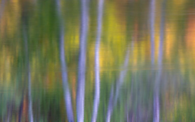 Birches reflection in slow river, long exposure