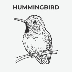 Hummingbird bird Detailed Outline for Artistic Coloring. Vector Illustration