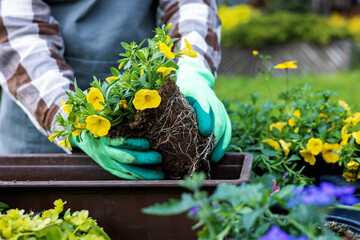 closeup of woman hands planting yellow summer flowers in balcony box at home garden