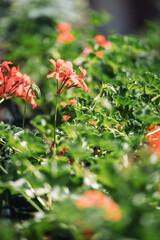 Ivy geranium and pelargonium flowers blooming on balcony