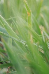 Macro photography of green grass.