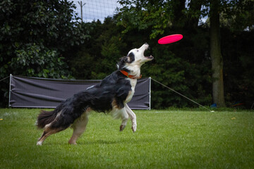 Border collie catching frisbee disc on grass background