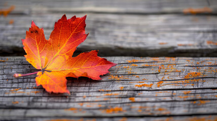Obraz premium A single colorful maple leaf on a wooden surface.
