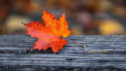 A vibrant red maple leaf on a wooden bench.