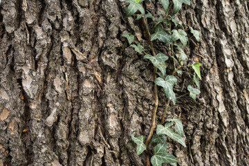 Lierre et tronc de chêne