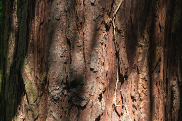 gros plan sur l'écorce d'un tronc de cèdre