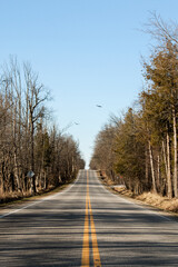 Fototapeta premium Hallway of Trees