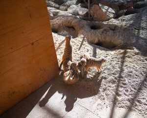 Suricate, les sentinelle du bioparc