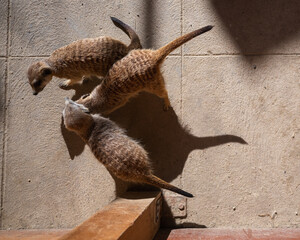 Suricate, les sentinelle du bioparc