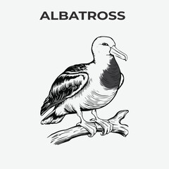 Albatross bird Detailed Outline for Artistic Coloring. Vector Illustration