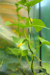 Growing organic cucumbers. Fresh, green vegetables grow, bloom and ripen in a home greenhouse.