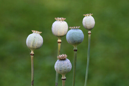 Opium poppy or Papaver somniferum or Breadseed poppy annual herb flowering plants usually grown as agricultural crop with strongly glaucous hairless rounded capsules topped with radiating stigmatic