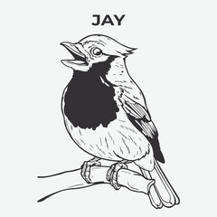 Jay bird Detailed Outline for Artistic Coloring. Vector Illustration