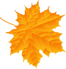 Wind fall leaves to add to your designs. on transparent, png. oak leaf. autumn, weather, nature, oak and maple