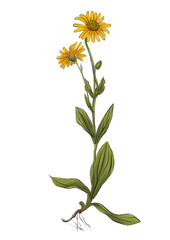 Arnica isolated on transparent background