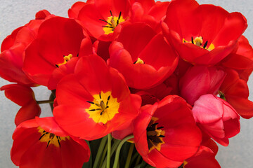 A lovely collection of red flowers featuring bright yellow centers