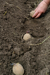 Person plants potatoes among grass, natural materials, and rocks in soil