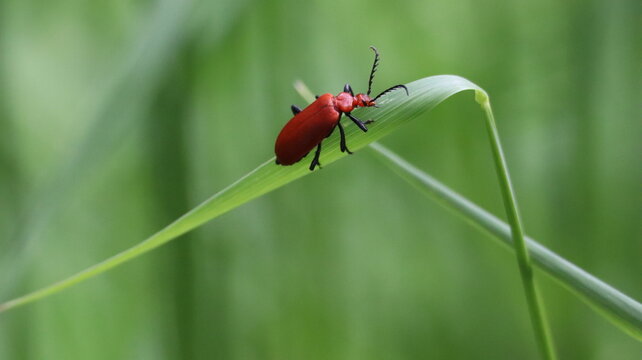 Red-headed cardinal beetle