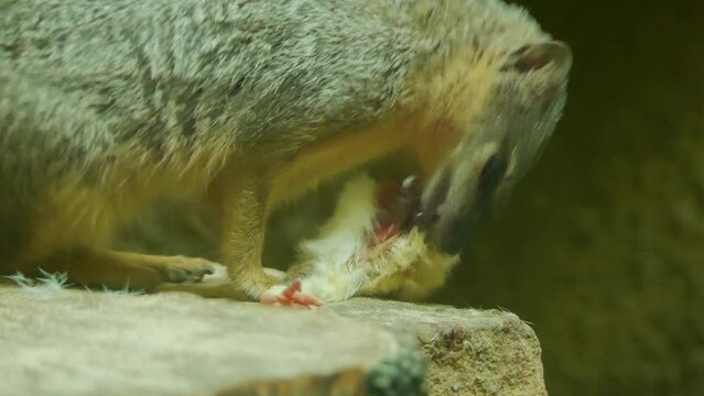 Ring-tailed mongoose (Galidia elegans)