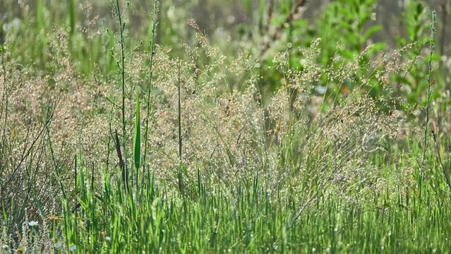 Agrostis capillaris, the common bent, colonial bent, or browntop, is a rhizomatous and stoloniferous perennial in the grass family (Poaceae).