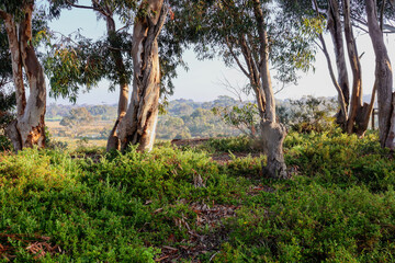 Fototapeta premium eucalyptus trees in australian bushland