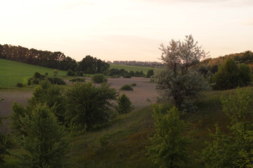 Fototapeta premium Landscape of a beautiful green field on a hill at sunset time