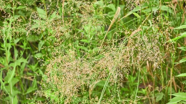 Agrostis capillaris, common or colonial bent, or browntop, is rhizomatous and stoloniferous perennial in grass family (Poaceae). It is native to Eurasia.